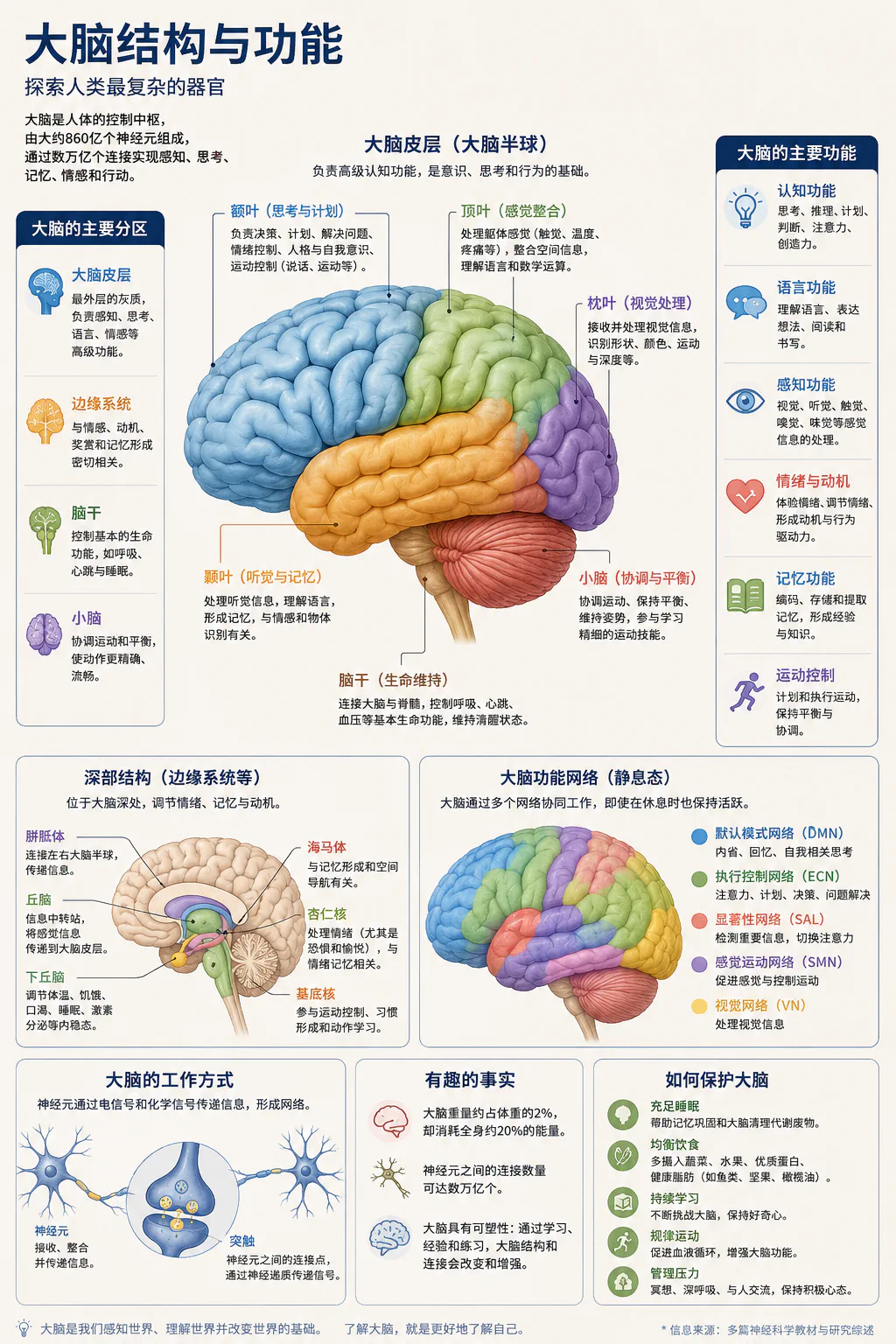 大脑结构与功能信息图,展示主要脑区、深部结构、功能网络、神经元连接与脑健康建议